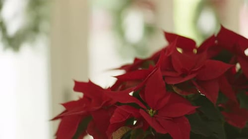 Intérieur de Noël festif avec des fleurs de poinsettia célébrant la saison des fêtes