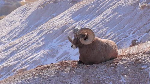 Wild Bighorn Sheep in Badlands National Park