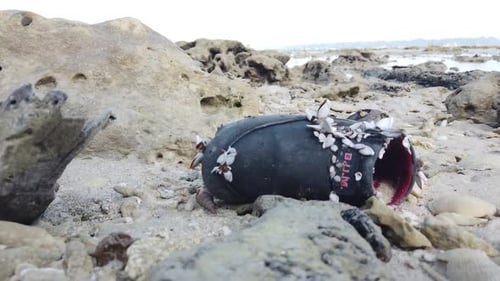 Shoes are common waste items washed up on the beach in the andaman islands in india. This shoe has b