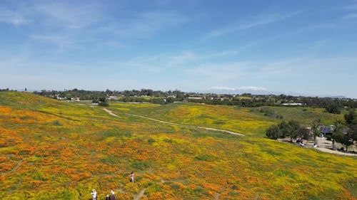 Vídeo aéreo sobre os campos floridos em Perris, Estados Unidos