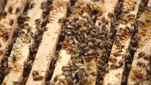 Bee family working on the top of frames in the beehive. Bee brood backdrop. Close up.