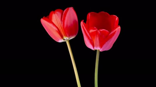 Red Tulips Blooming Time-Lapse on Black Background