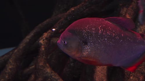 Nahaufnahme eines rotbauchigen Piranha-Fisches, der im dunklen Aquariumbecken schwimmt