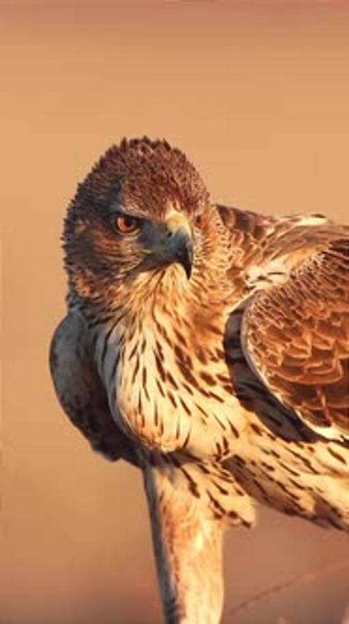 portrait of a golden eagle monitoring the surrounding area