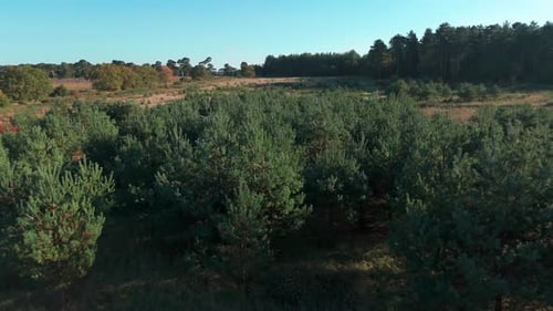 Lush green trees in Thetford Norfolk forest under a clear blue sky during daytime, aerial view