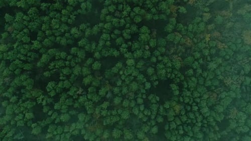 Vertical Drone Wood View Forest Landscape Trees