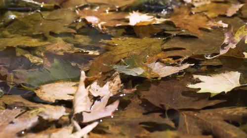 kleiner Fluss im Wald, die Bäume spiegeln sich im Wasser, Blätter schwimmen auf dem Wasser