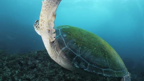 A Green sea turtle glides effortlessly past a scuba diver towards a school of sharks. Unique underwa