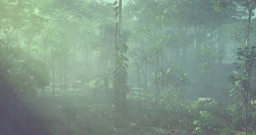 Misty Forest Landscape in Morning Light with Lush Green Vegetation