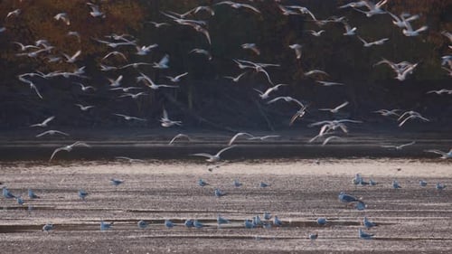 Many river gulls hunt fish in lakes, rivers, and canals. Seagulls fly over the water.