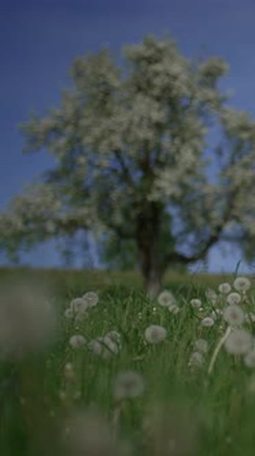 Serene Spring Landscape Featuring Beautiful Dandelions and a Blossom Tree in Bloom