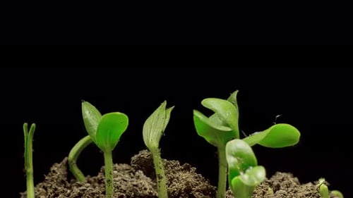 Seedlings Growing in Soil Time Lapse
