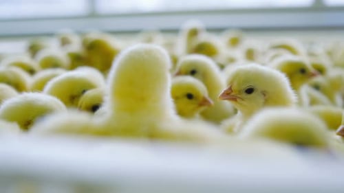 Slow Motion Close Up of Many Fluffy Yellow Chicks, Hatchery, Gentle Light Scene