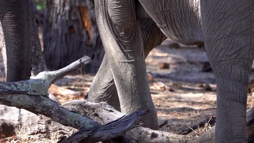 African Elephant walking in the wild