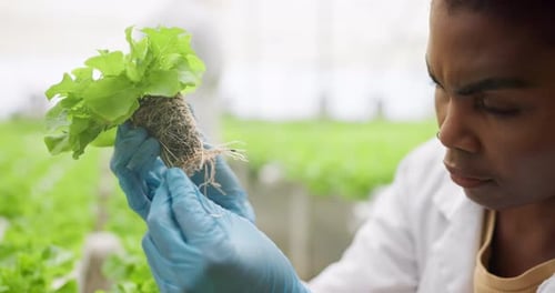 Adult Examining Lettuce Sprout in Lab