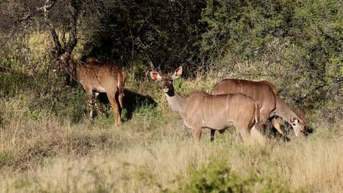 Kudu-Antilopen ernähren sich in natürlichem Lebensraum