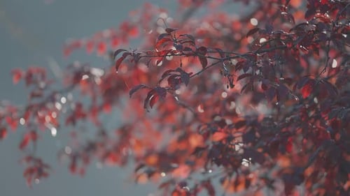 Autumn Leaves Blurred in Gentle Sunlight Bokeh