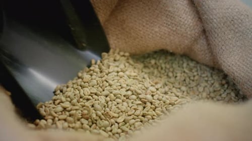 Yellow Coffee Beans in a Bag Hand with a Scoop Picks Up Raw Beans Green Seeds in a Fabric Package