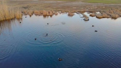 Aerial View of Happy Black Ducks with White Head Swim in Pond and Dive with Their Heads Catching