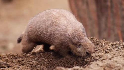 Prairie Dog Digging in the Dirt