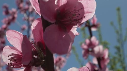 A Close Up of a Pink Flower Peach Tree Spring Bloom