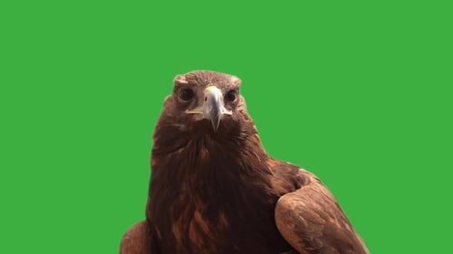 Eagle Green Screen