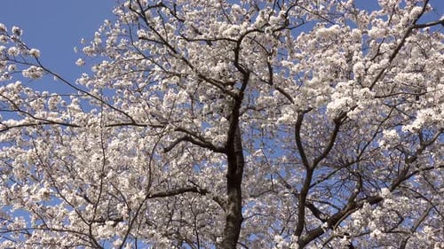 Wunderschöner Sakura-Baum mit Rahmenfüllung vor blauem Himmel. Abgesperrter Schuss