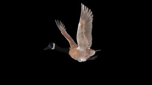 Canada Goose - North American Hunt Game Bird - Flying Loop - Front Side Angle CU - Alpha Channel 4K