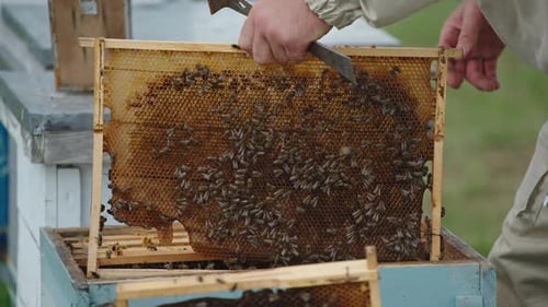 Hands of apiarist holding a frame with honey comb and a metal tool.