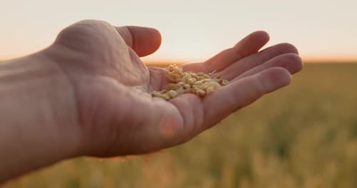 The Farmer's Male Hand with Grain Rises From the Wheat Field Up to the Sun Harvest and Organic