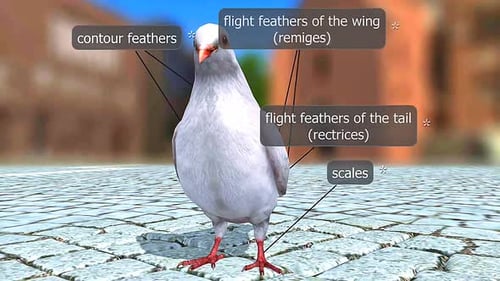 Pigeon Anatomy 3D Animation with Labeled Body Parts