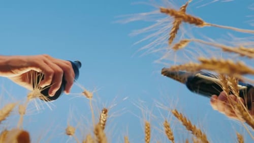 Low Angle Shot Two Men Clink Glasses of Beer on a Background of a Wheat Field at Sunset