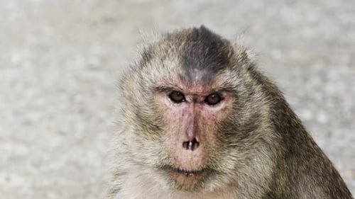 Neugieriger Affe schaut in die Kamera und dreht den Kopf. Kopfschuss aus nächster Nähe.