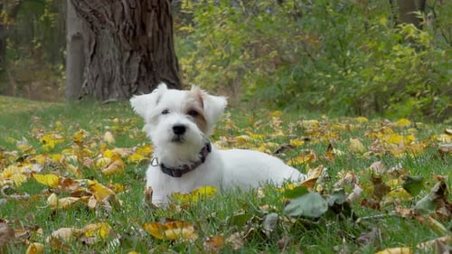 Jack Russell Terrier Dog Resting on Autumn Leaves
