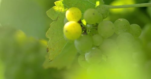 Raisins sur la vigne, agriculture viticole