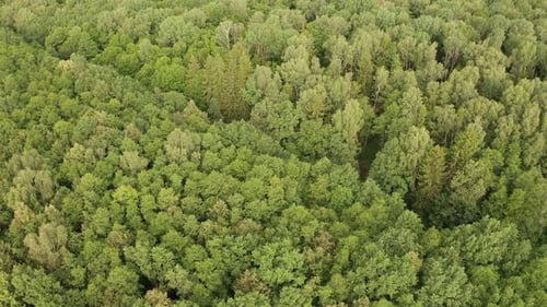 Aerial Footage of a European Forest in Early Fall Drone Moving Backward a Reminder of the Forest