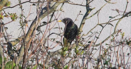 Starling with black metallic and speckled plumage perches on branch