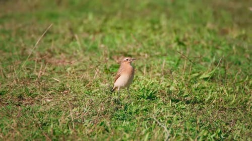 Kleiner Vogel in der Natur