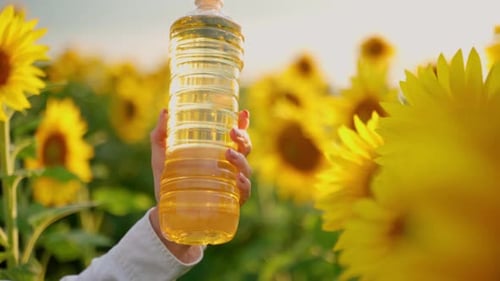 Closeup of a Woman's Hand Lifting a Bottle of Sunflower Oil in a Field with Sunflowers
