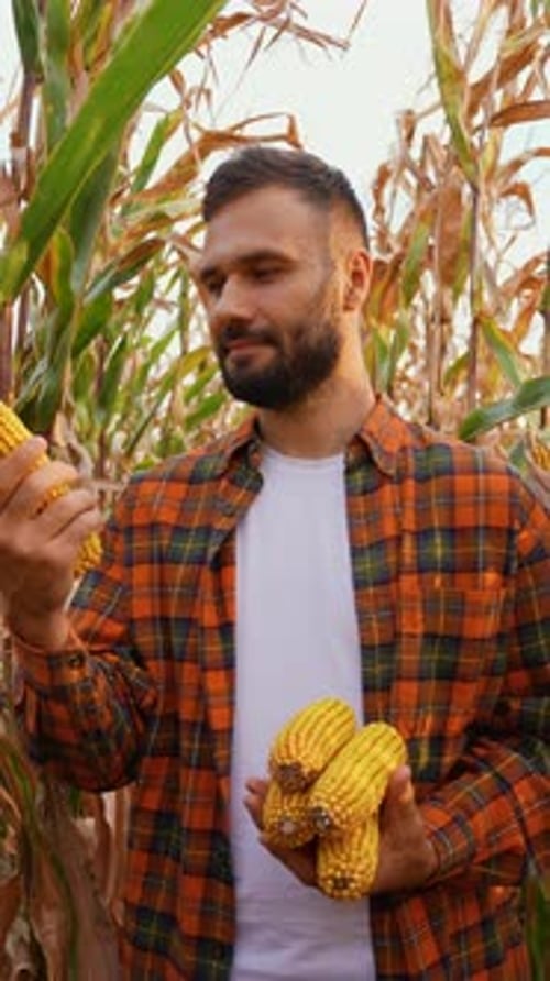 Farmer Examining Corn Harvest in Field