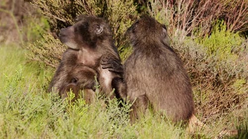 Troop Of Baboons Grooming On A Grassy Field