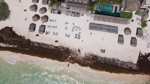 Une plage du Mexique recouverte d'algues du Golfe ruinant les magnifiques plages de sable