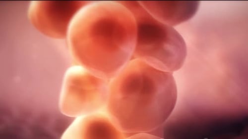 Microscopic view of cells in human body