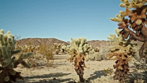 Kaktuspflanze im Joshua Tree National Park in Kalifornien an einem teilweise bewölkten Tag mit Video-Dolly-Film