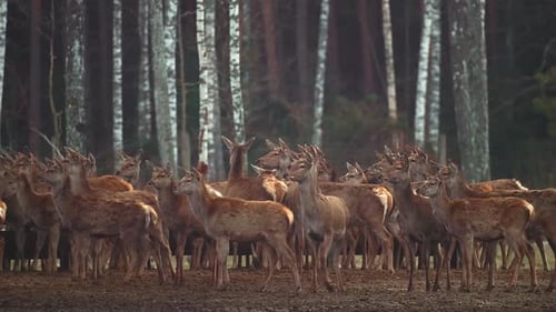 Herd of Deer Standing Together in Forest