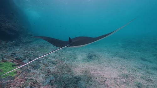 Manta Ray Glides Gracefully Underwater Near Coral Reef