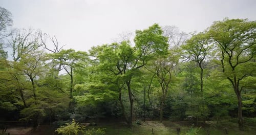 Spring Greenery in Meiji Jingu Forest, Tokyo