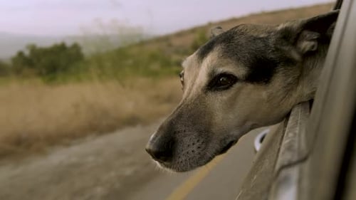 Dog Enjoying Car Ride Through Rural Landscape