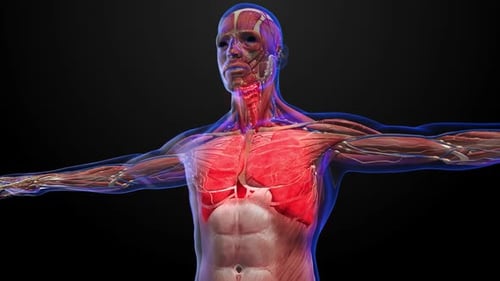 3D Animation of Human Lungs and Respiratory System