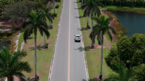 Drone Flying Above Road Lined with Tall Palm Trees